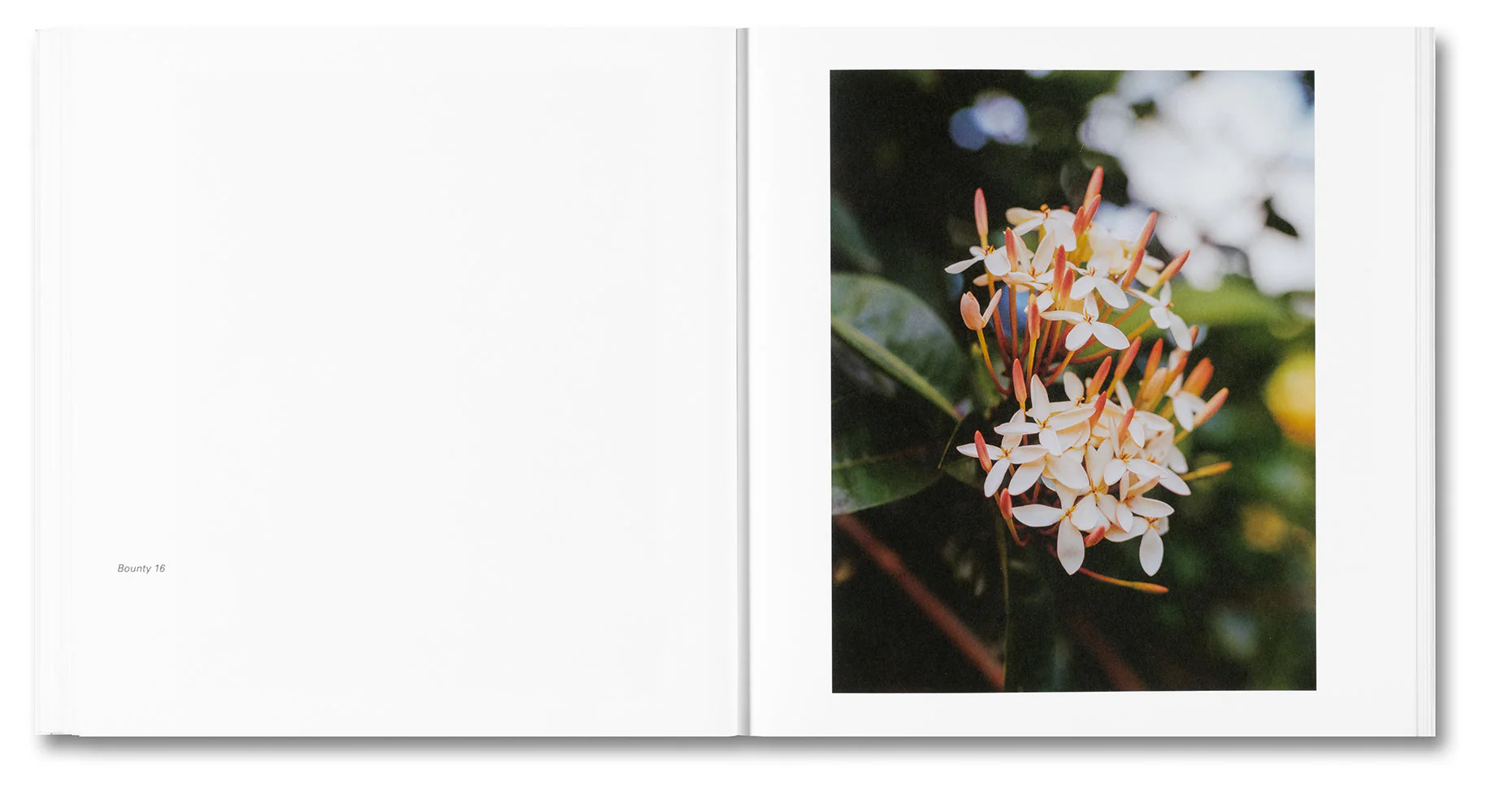 Bounty - Image 15
