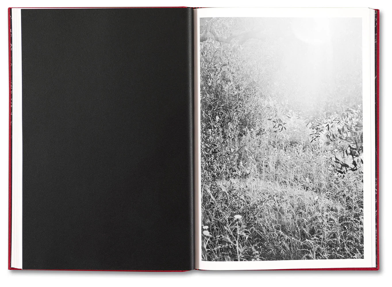 SONATA - Image 18
