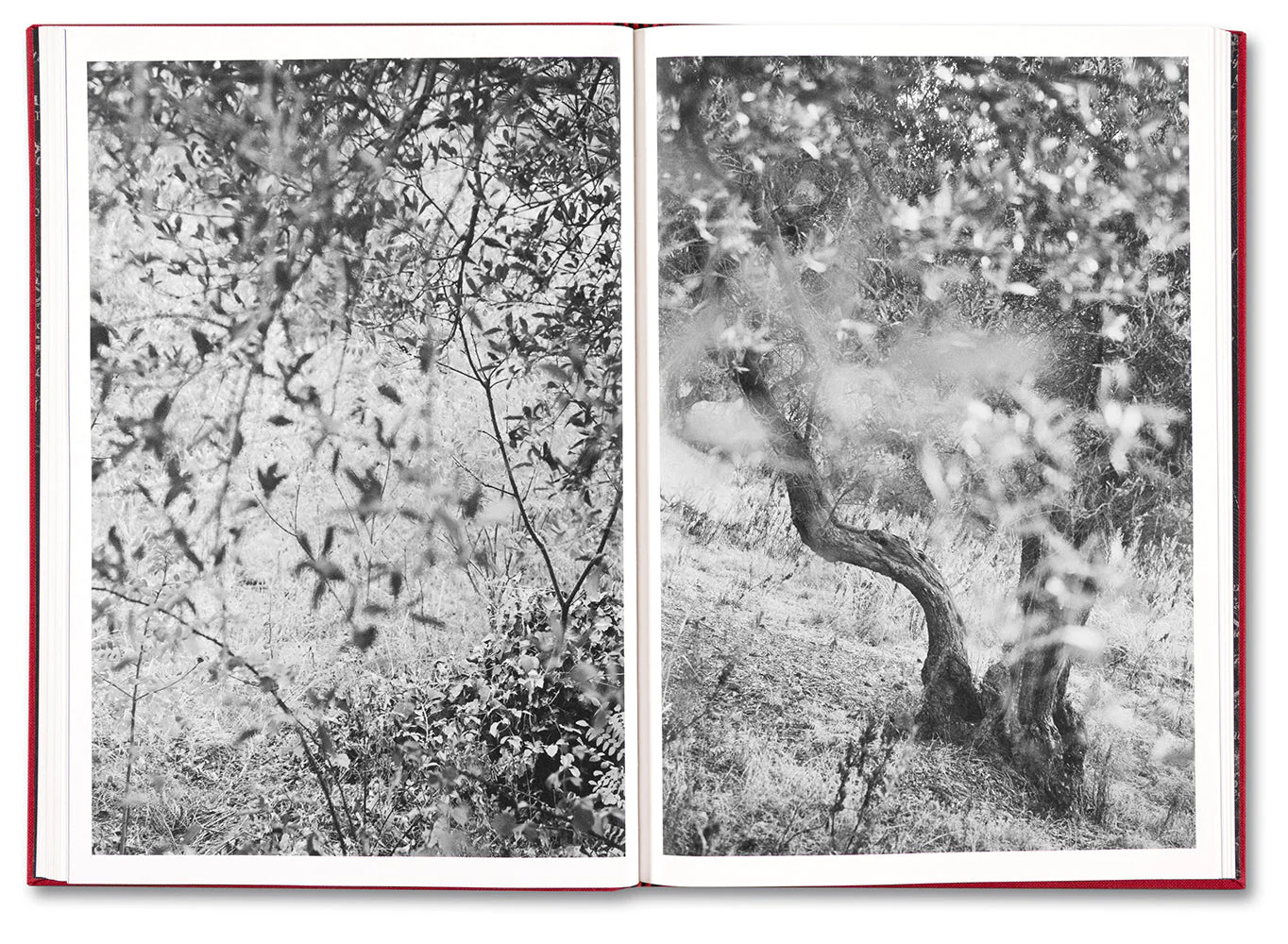 SONATA - Image 19