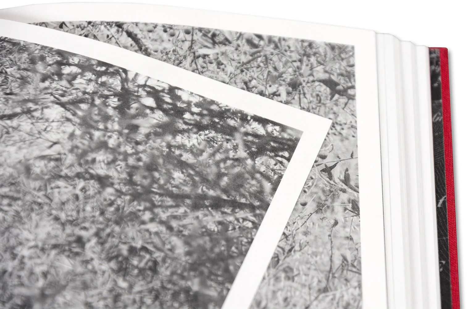 SONATA - Image 38